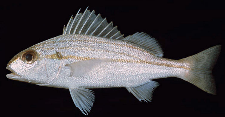 Pomadasys stridens_08